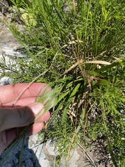 Ornithogalum juncifolium, photograph (c) Sunčana Bradley, some rights reserved (CC BY)