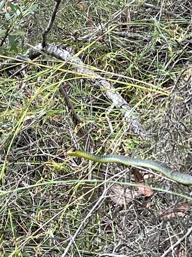 Common Tree Snake sighting