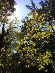 Acer glabrum douglasii