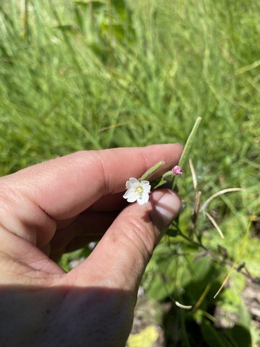 Marsh willowherb (Epilobium salignum)
