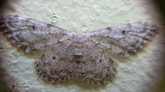 Idaea camparia