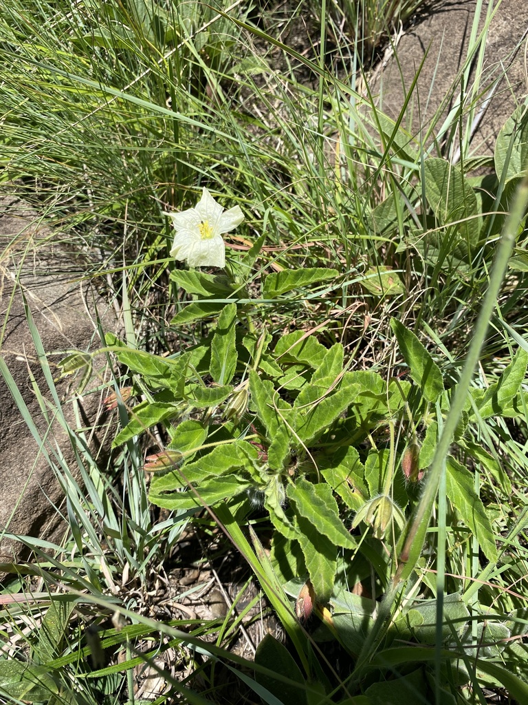 Monsonia grandifolia, Umuziwabantu Rural, Harding, KwaZulu-Natal, ZA