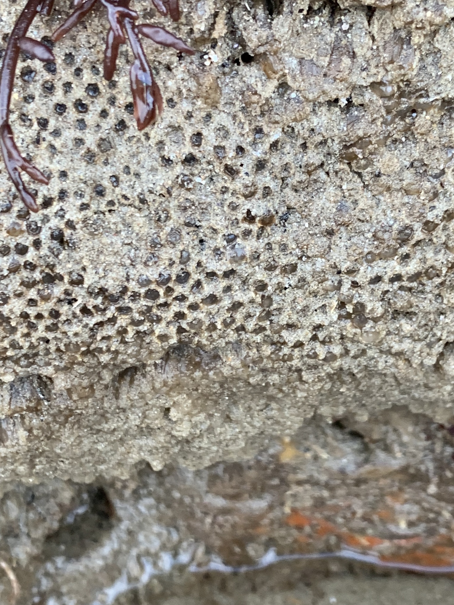 Euherdmania claviformis (Ritter, 1903)