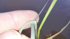 Diplachne fusca