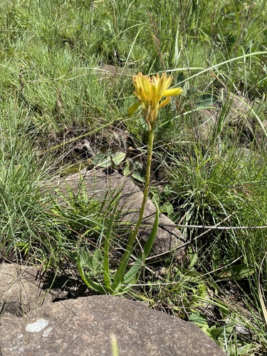 Aloe ecklonis, photograph 6