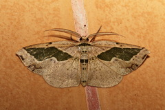 Celenna callopistes