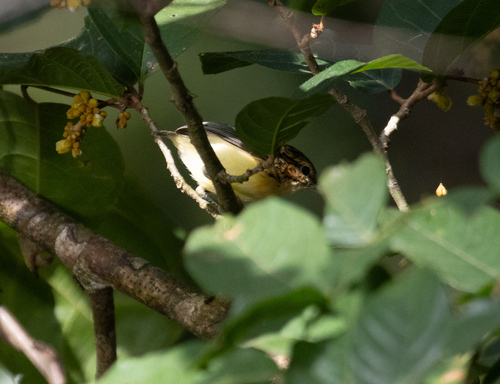 Pygmy Antwren (Myrmotherula brachyura), photo 6