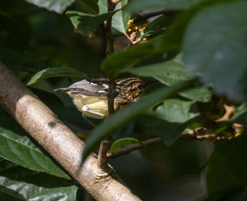 Pygmy Antwren (Myrmotherula brachyura), photo 5