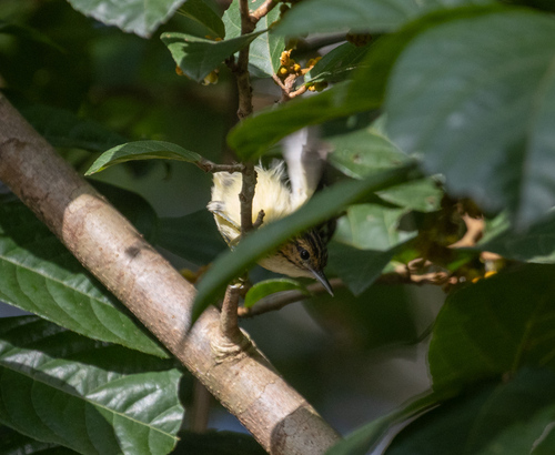 Pygmy Antwren (Myrmotherula brachyura), photo 2