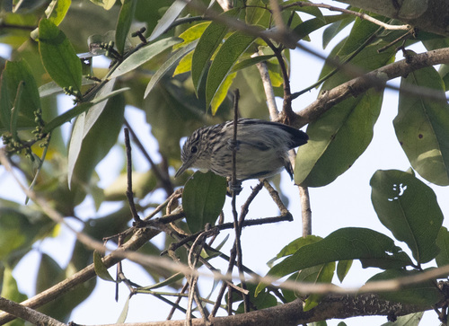 Guianan Streaked Antwren (Myrmotherula surinamensis), photo 9