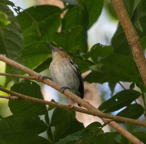 Guianan Streaked Antwren (Myrmotherula surinamensis), photo 3