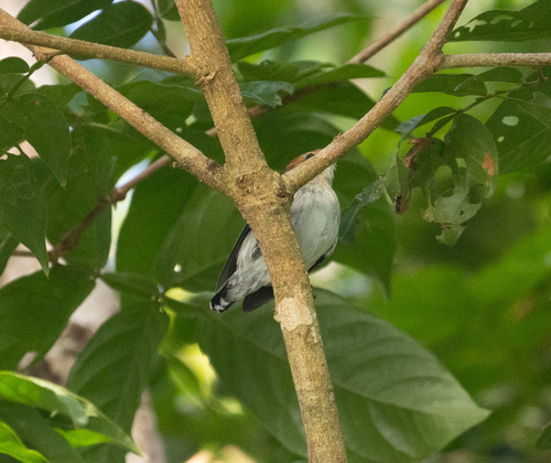 Guianan Streaked Antwren (Myrmotherula surinamensis), photo 8