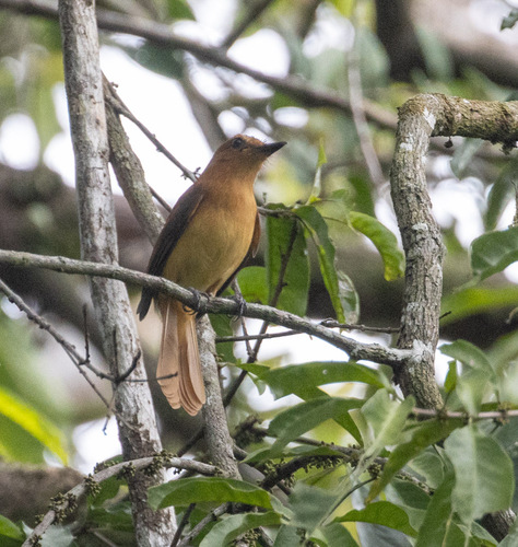 Cinnamon Attila (Attila cinnamomeus), photo 6