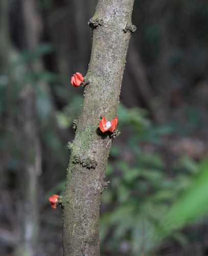Heisteria cauliflora (Heisteria cauliflora)