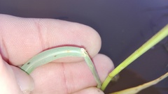 Diplachne fusca