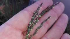 Diplachne fusca