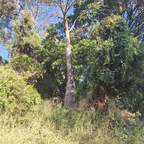 Brachychiton rupestris