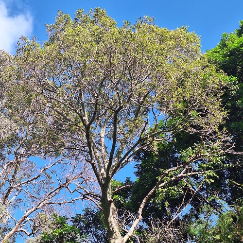 Brachychiton rupestris