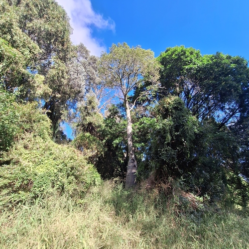 Brachychiton rupestris