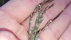 Diplachne fusca