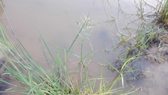 Diplachne fusca