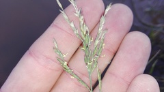 Diplachne fusca