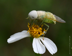 Chlorotabanus crepuscularis