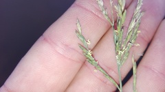 Diplachne fusca