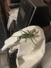 Neobarrettia spinosa