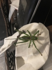 Neobarrettia spinosa