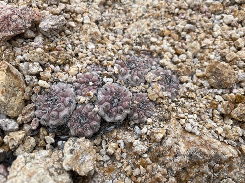 Copiapoa angustiflora
