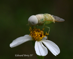 Chlorotabanus crepuscularis