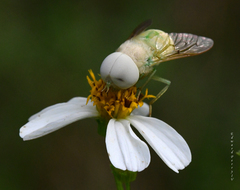 Chlorotabanus crepuscularis