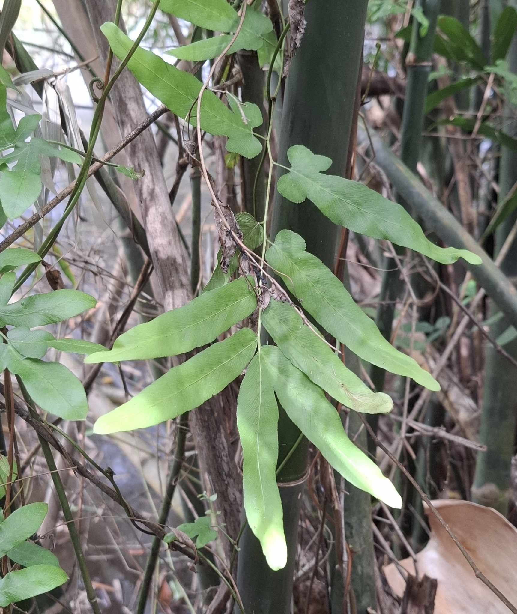 Lygodium flexuosum (Lygodium flexuosum)