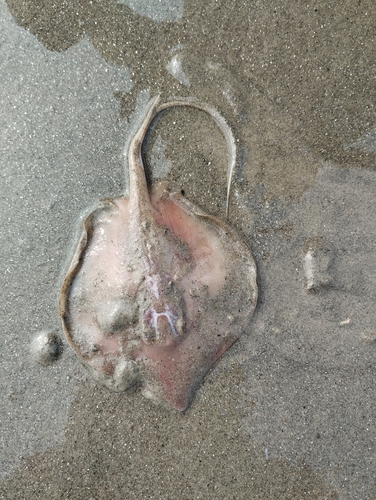 Bengal whipray (Brevitrygon walga) — Dasyatidae