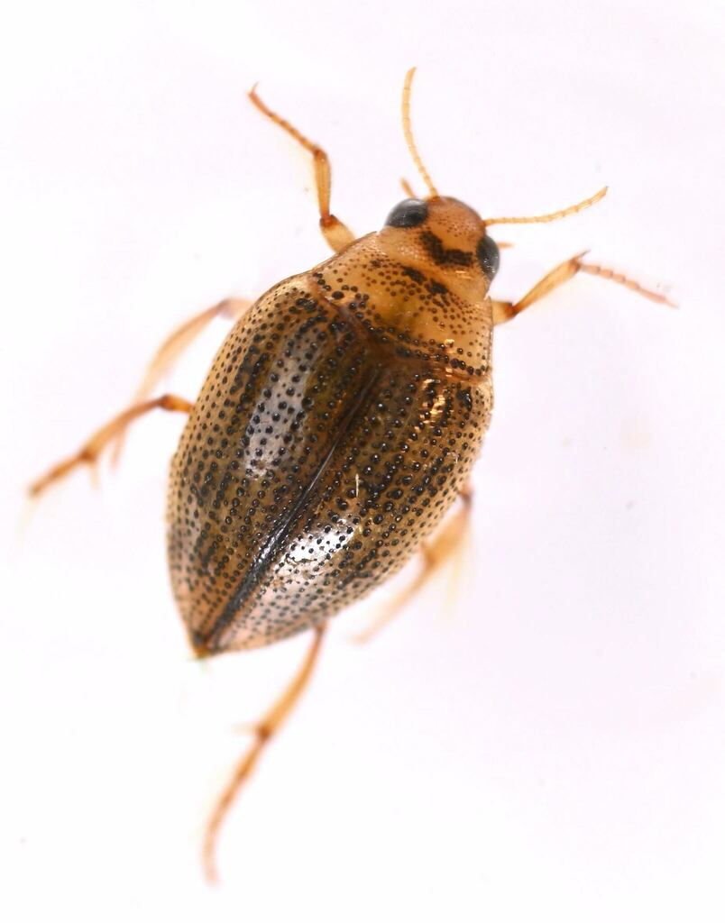 Haliplus leechi