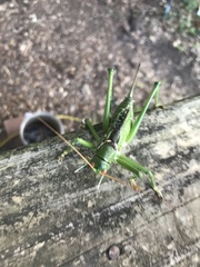 Neobarrettia spinosa