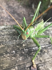 Neobarrettia spinosa