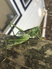 Neobarrettia spinosa