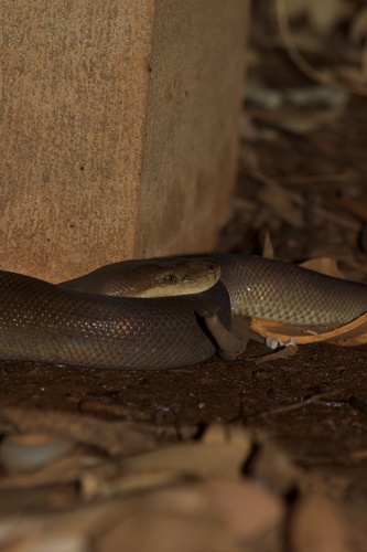 Olive Python sighting