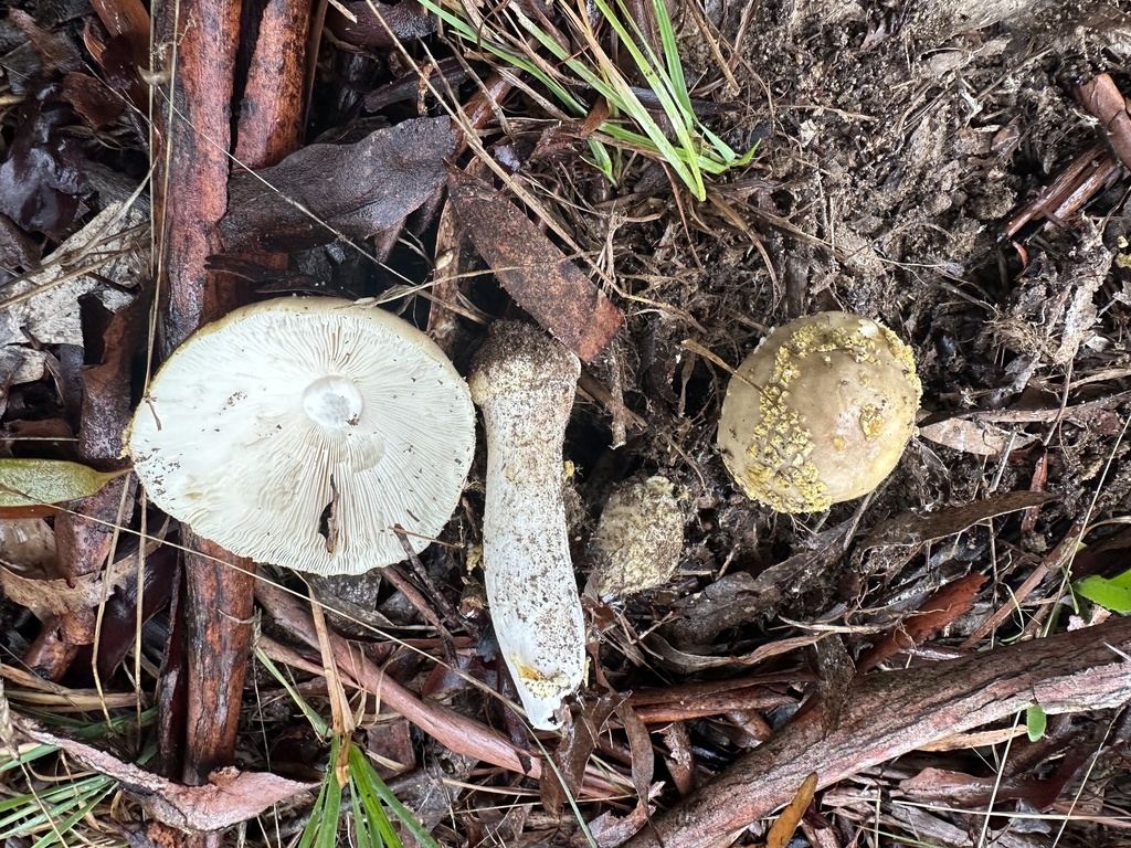 Amanita luteolovelata · January 2025 · photo: © prossington (iNaturalist, cc-by)