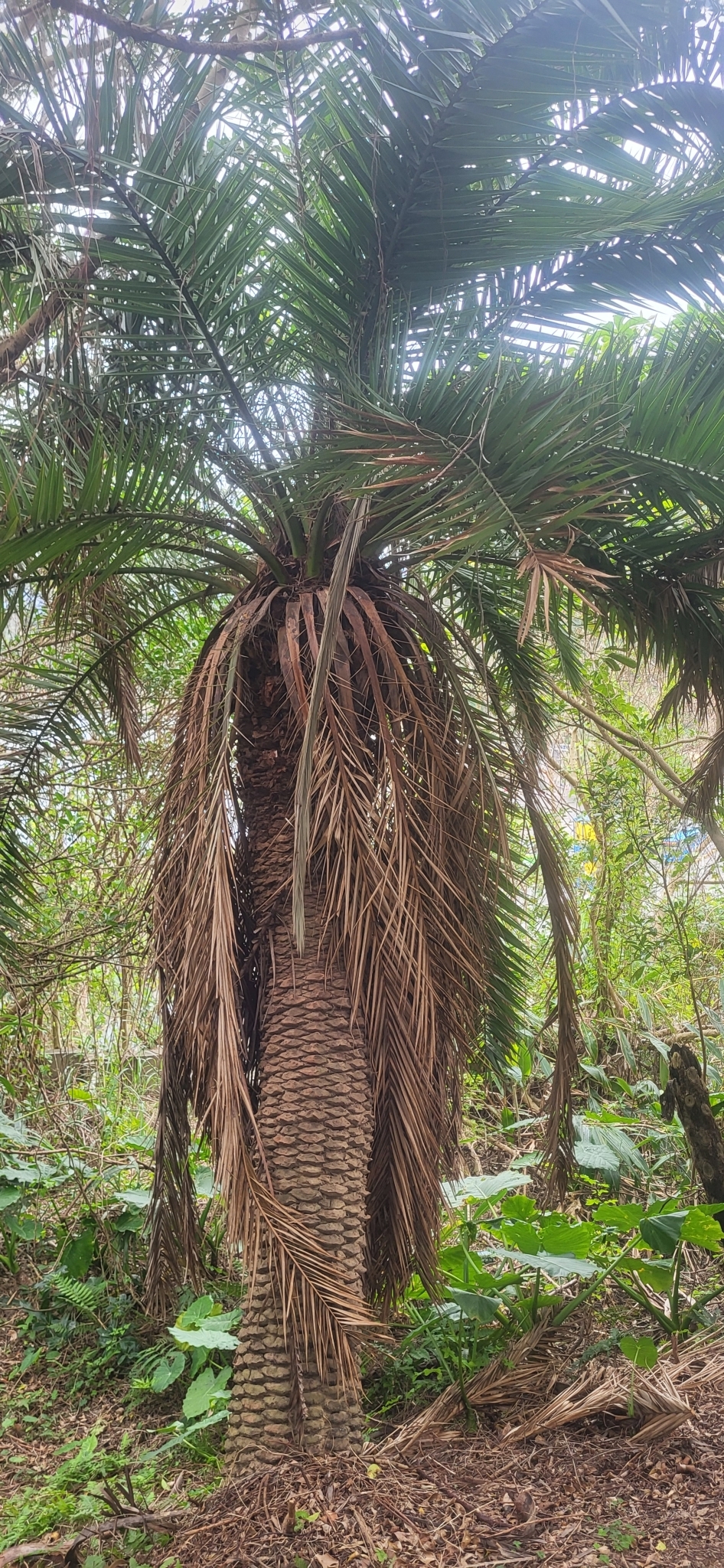 Imagem de Tamareira-anã