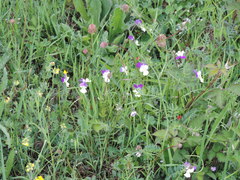 Viola etrusca