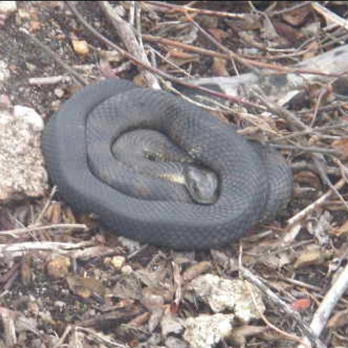 Tiger Snake sighting