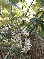 Haymondia wallichii, photograph 呂一起(Lyu yi-chi), CC BY, iNaturalist via GBIF