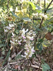 Haymondia wallichii, photograph 呂一起(Lyu yi-chi), CC BY, iNaturalist via GBIF