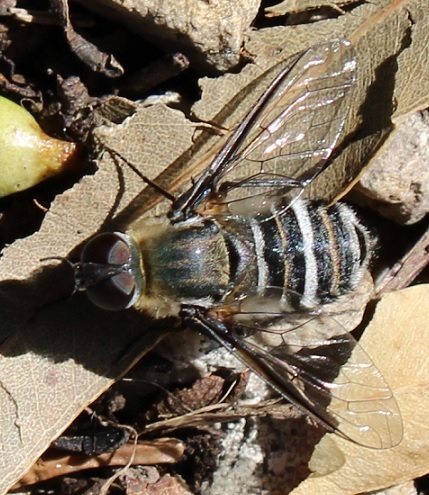 banded bee flies from Smiths Lake NSW 2428, Australia on January 31 ...