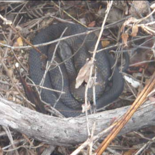Tiger Snake sighting