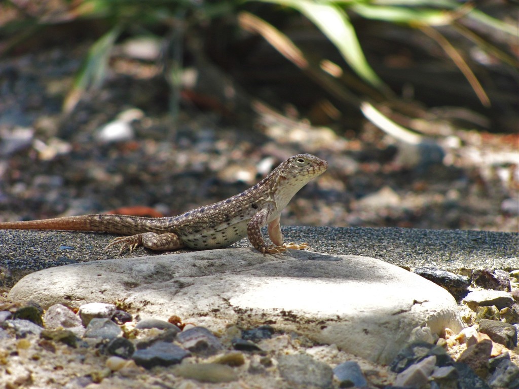 Hispaniolan Dune Curlytail