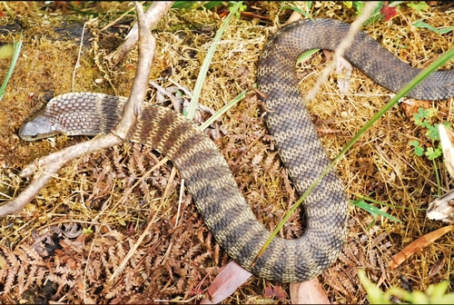 Tiger Snake sighting